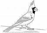Cardinal Draw Northern Step Drawing Birds Bird Drawings Drawingtutorials101 Tutorials Kids sketch template