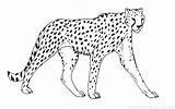 Cheetah Coloring Pages Big Printable Cat Drawing Outline Color Animals Face Coloriage Sheet Guepard Colouring Imprimer Running Animal Print Getdrawings sketch template