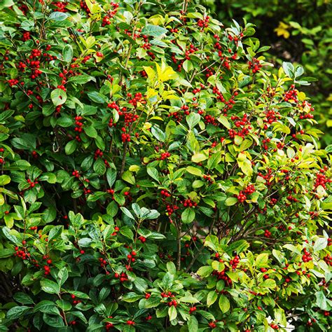 southern gentleman winterberry holly for sale the tree center