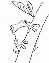 Frog Tree Coloring sketch template