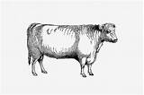Shorthorn Rawpixel Bull sketch template