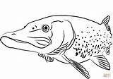 Pike Coloring Pages Fish Northern Coloringbay Drawing sketch template