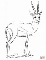 Gazelle Springbok Oryx Supercoloring Thomson sketch template