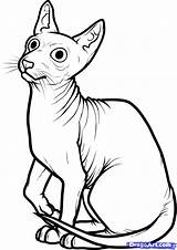 Cat Drawing Sphynx Coloring Pages Egyptian Hairless Draw Mythical Sphinx Drawings Creature Paw Paintingvalley Step Getcolorings Printable Color Clipartmag Getdrawings sketch template
