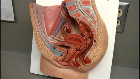 Anatomy Female Urinary System Urinary Bladder And Urethra