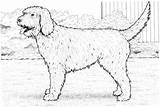 Cockapoo Coloring Dog Pages Dogs Drawing Realistic Puppy Printable Newfoundland Water Clipart Drawings Sheets Labradoodle Chow Color Boxer Goldendoodle Cockerpoo sketch template