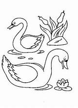Cisnes Cygnes sketch template
