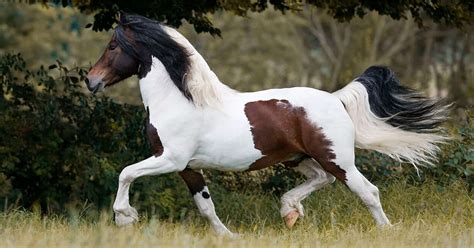 barock pinto horse beautiful eye catching horse breed