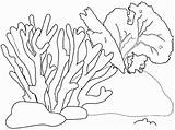 Coral Coloring Drawings Pages Shell Drawing Sea Seaweed Shells sketch template
