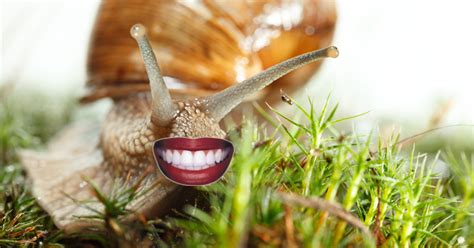 les escargots ont des dents oui des dents