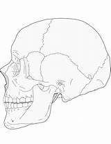 Skull Side Coloring Human Anatomy Pages Drawing Printable Dibujo Para Colorear Humano Lateral Cráneo Vista Supercoloring Drawings Bones Face Categories sketch template