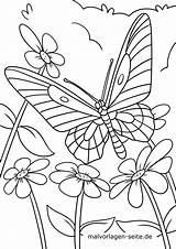 Malvorlage Schmetterling Ausmalen Schmetterlinge Coole sketch template