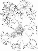 Petunia Petunias Dover Stencils Bordar Doverpublications Voller Malbuch Designlooter Blüte sketch template