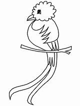 Quetzal Coloring Pages Birds Kids Guatemala Mexico Bird Animals Printable Letter Parrots Flag Cartoon Animal Print Clipart Crafts Cliparts Mexican sketch template