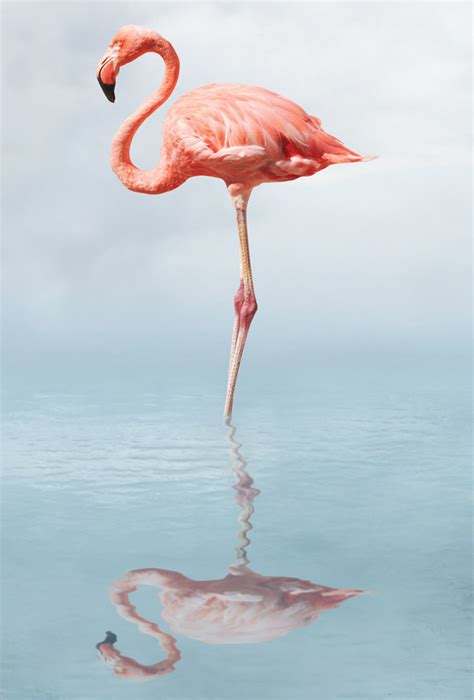 flamingo birds postcards postallove postcards   love