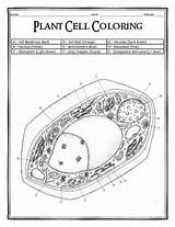 Cell Teacherspayteachers Dustin Hastings Word Biologycorner Teachers sketch template