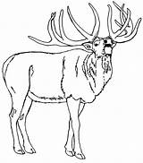 Coloring Pages Elk Bull North America Getcolorings Birds Rocky Mountain Printable Color Getdrawings Popular sketch template