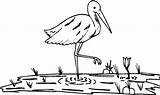Crane Bird Coloring Pages Paddy Field Netart sketch template