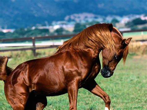 brown horse wallpapers  images wallpapers pictures
