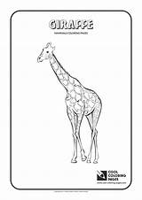 Giraffe Coloring Cool Pages Print sketch template