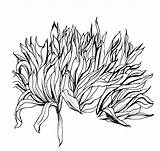 Bush Drawing Line Draw Drawings Bushes Realistic Plants Trees Outline Google Search Untitled Plant Paintingvalley Pencil Dibujar Guardado Desde Ca sketch template