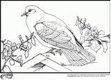 Coloring Pages Dove Pigeon Bird Comments Australia Teamcolors sketch template