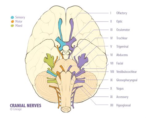cranial nerves neurology medbullets step