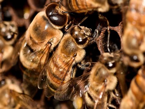 honey bee control management treatment honey bee info