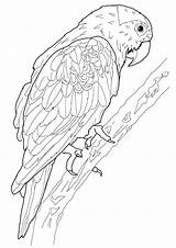Macaw Coloring Books Pages Printable sketch template