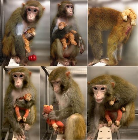 baby monkeys eyes sewn shut  harvard experimenter peta