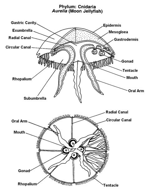 aurelia autita the reproductive system