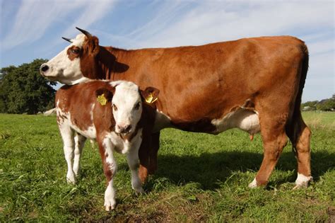 implications   calf contact  dairy   calf welfare wur