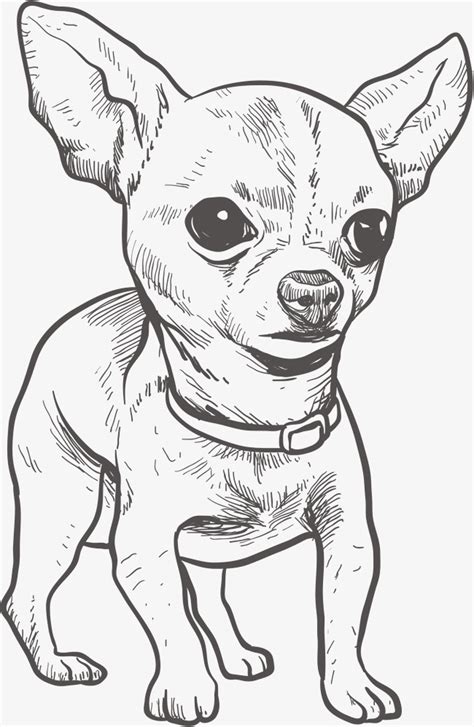 chihuahua outline coloring coloring pages