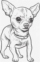 Chihuahua Perro Carnivoran Webstockreview Teacup Mamífero Wawa Pngegg Pngwing sketch template