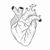Line Heart Vector Human Premium Correct Anatomically Drawn Sketch Hand sketch template