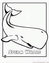 Endangered Whale Sperm Coloring Animal Pages Ocean Kids Template Gif Clipart Use sketch template