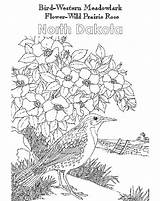 Prairie Meadowlark Western Dakota North sketch template