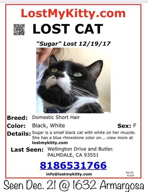 Lost Cat Palmdale California Sugar