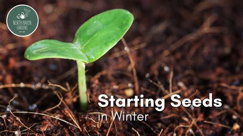 winter seed starting youtube