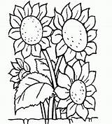 Mewarnai Bunga Matahari Girasoles Girasol Colorir Girassol Gogh Tanaman Imprimir Docentes Pintarcolorir Primavera Dibujando sketch template