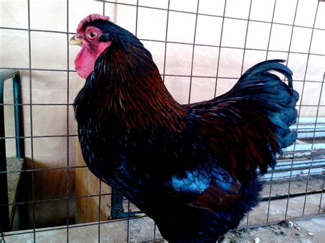 Free Picture Beautiful Rooster Dark Colorful Feathers