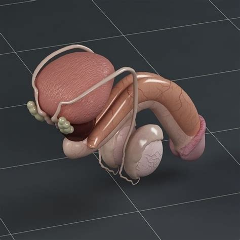 Anatomy Male Reproductive System 3d Model Max