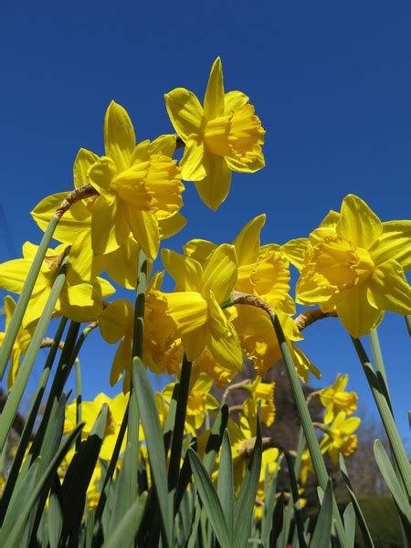 stock  rgbstock  stock images daffodils