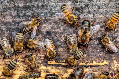 types  bees  wasps explained  bee hive hierarchy