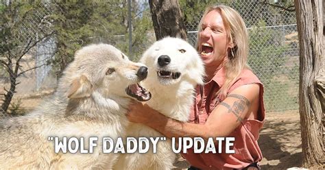 wolf daddy update wild spirit wolf sanctuary