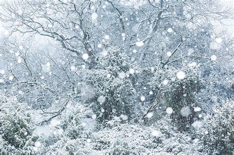 hoe fotografeer je sneeuwvlokken natuurportret