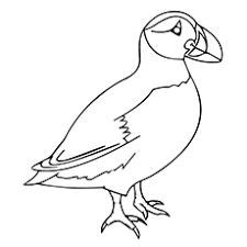 top  puffin coloring pages  toddlers coloring pages pinterest