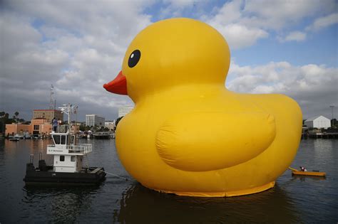 giant inflatable rubber duck installation  dutch artist florentijn