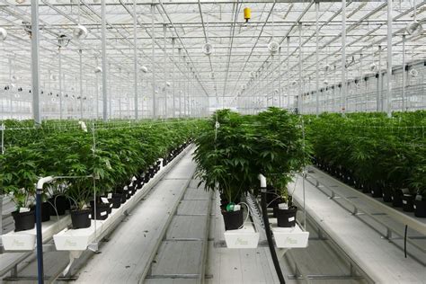 medicinal cannabis greenhouses tunnels hydroponic system suppliers