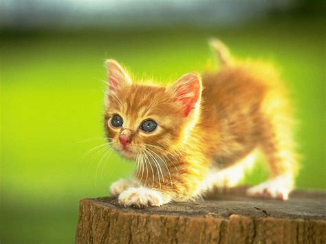 sun shines cute kitten images